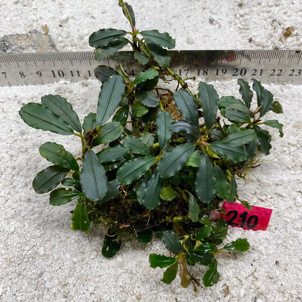 Bucephalandra Ruffle Emerald 210