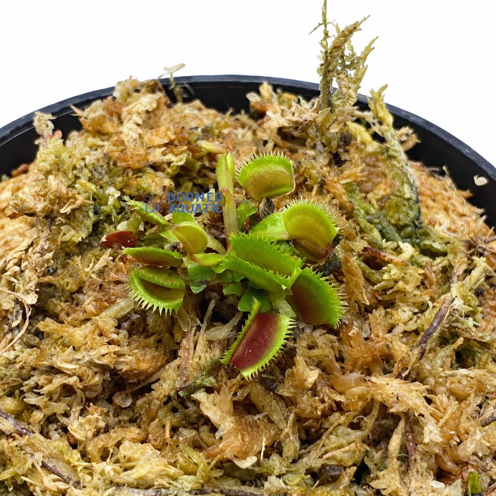 Dionaea Muscipula Bristle Tooth (Venus Fly Trap)