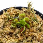 Dionaea Muscipula Bristle Tooth (Venus Fly Trap)