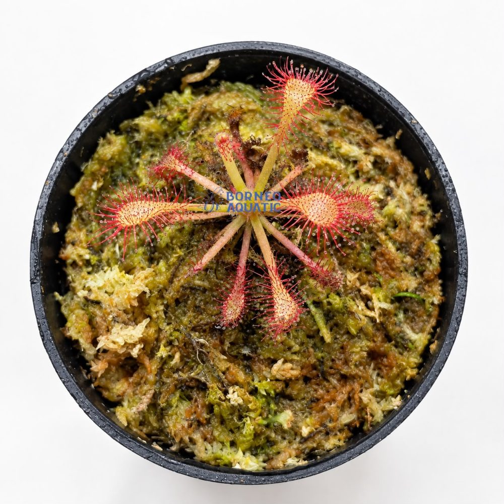 Carnivorous Plant