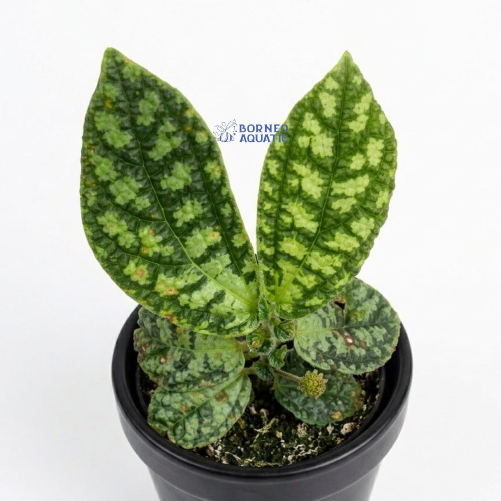 Elatostema Sp