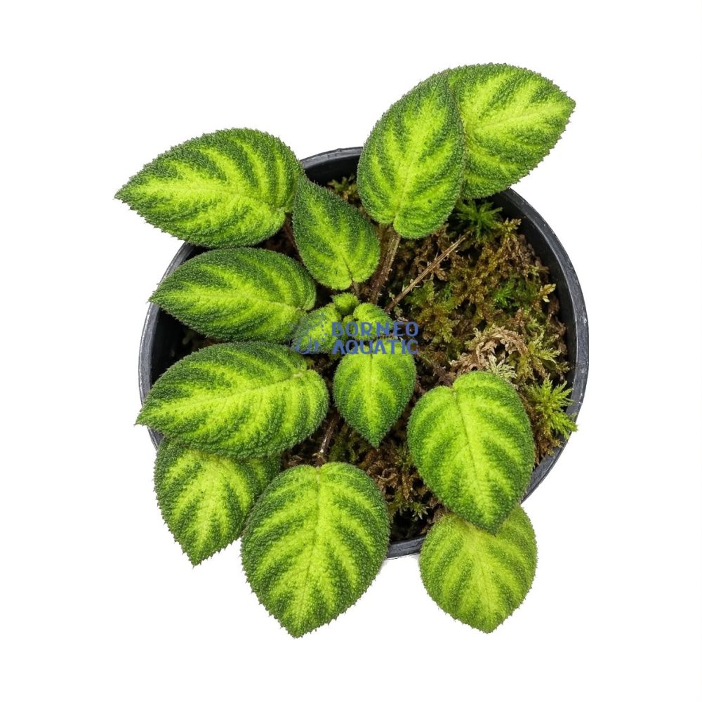 Gesneria Sp