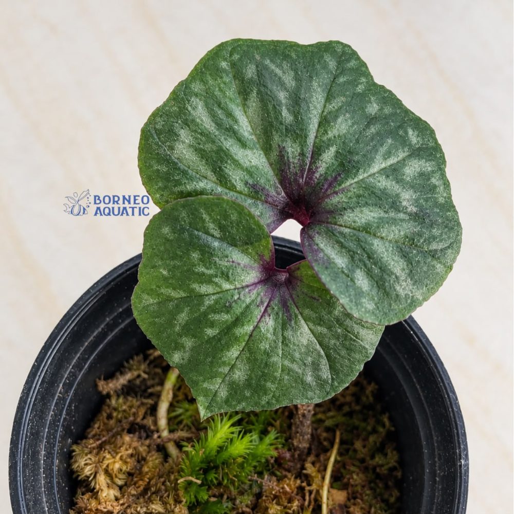 Nervilia Sp