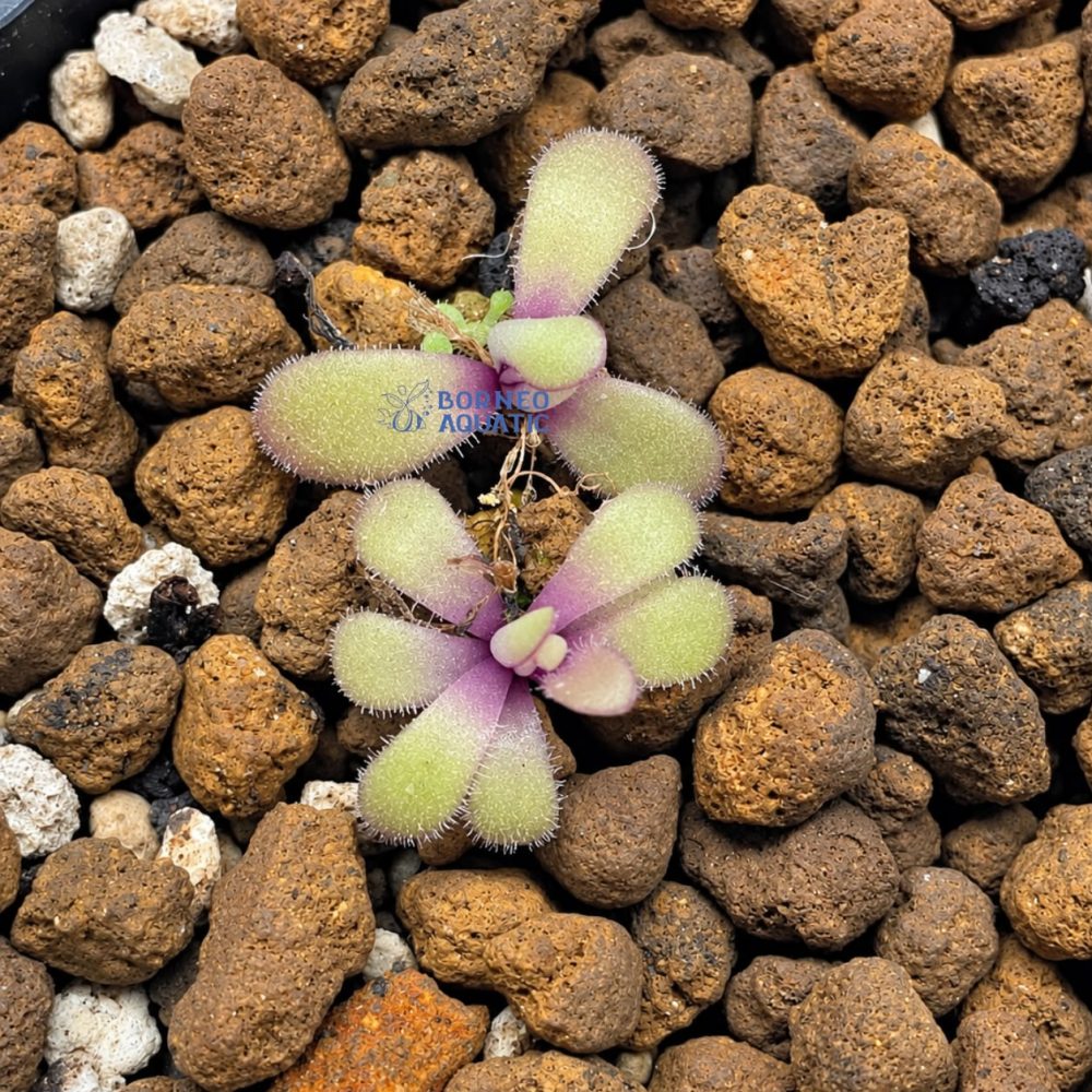 Pinguicula Agnata X Photosiensis