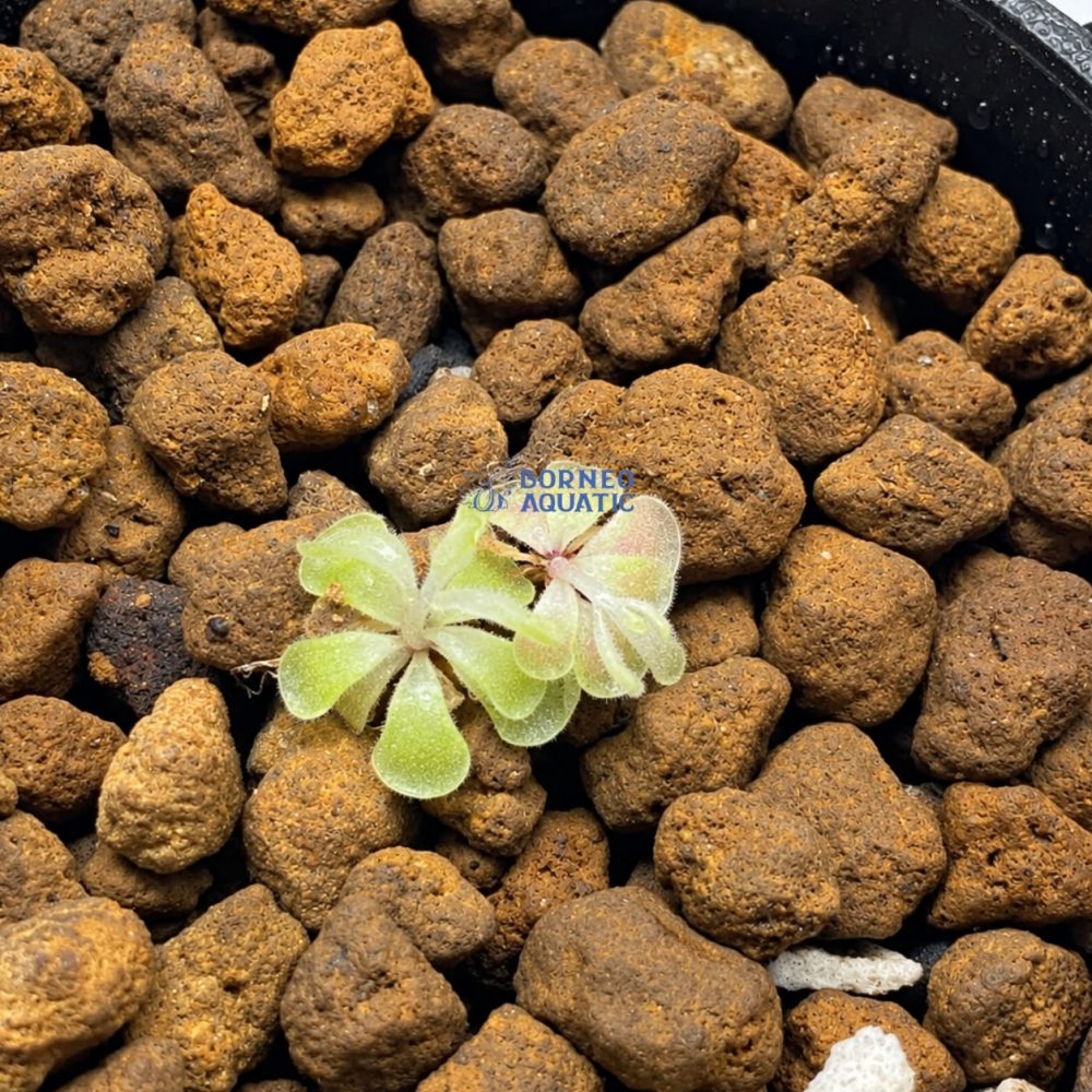 Pinguicula Esseriana (Pink Butterwort)