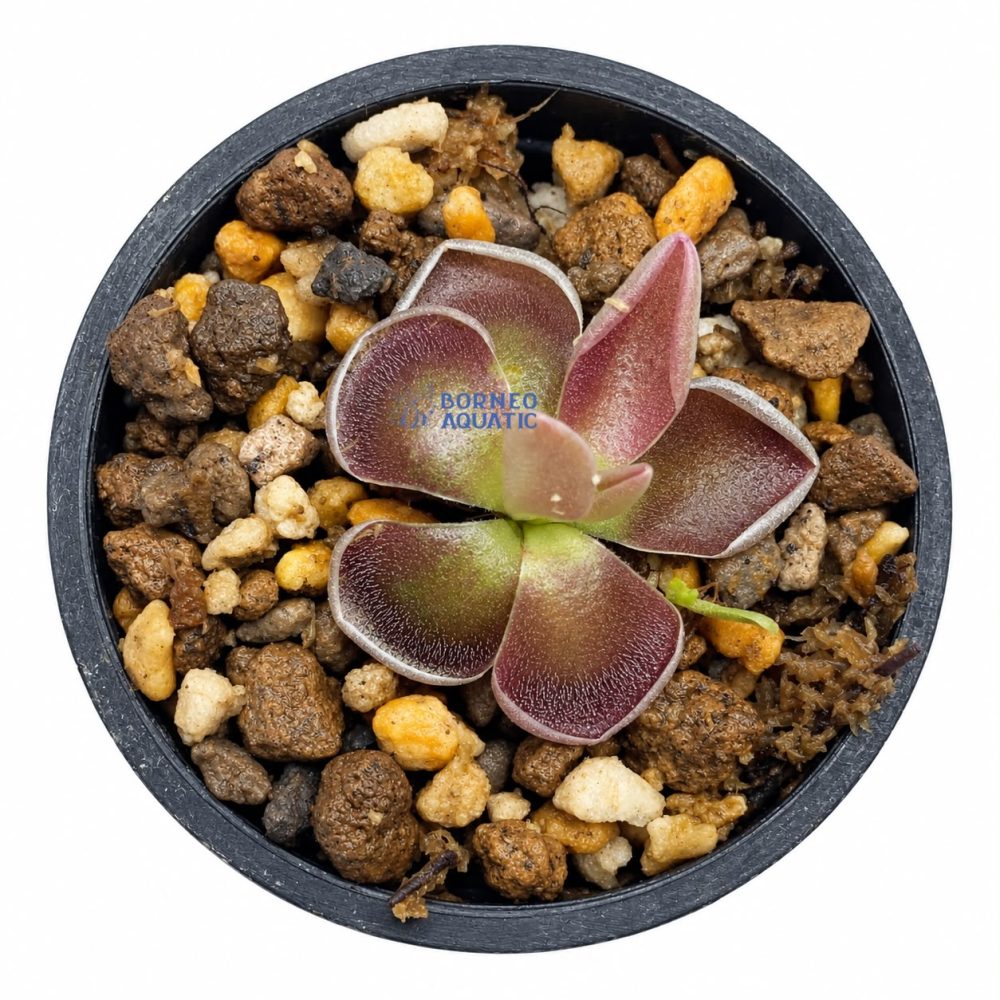 Pinguicula Sessilifolia