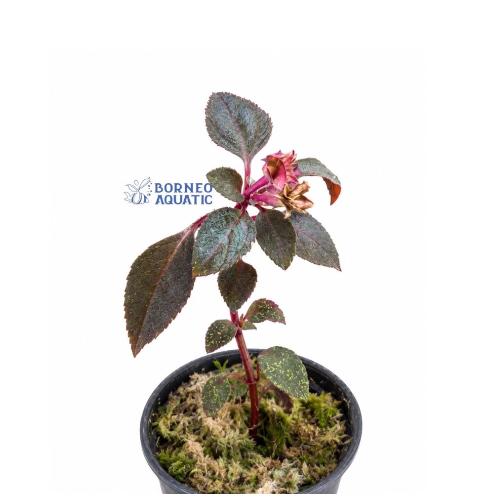 Sarcopyramis Sp. Aceh