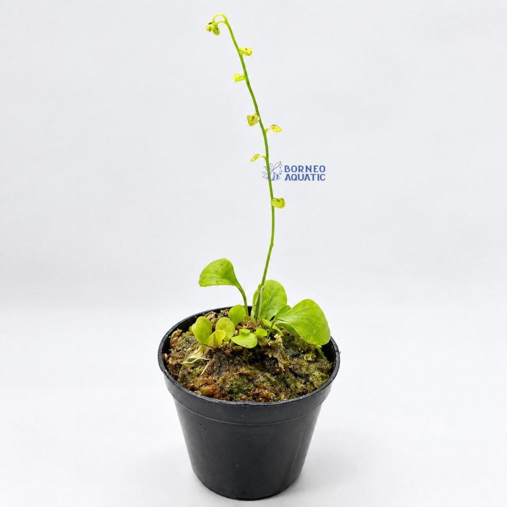 Utricularia Calycifida