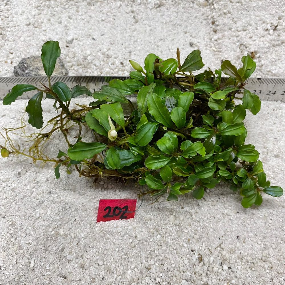 Bucephalandra Almond Teal 202