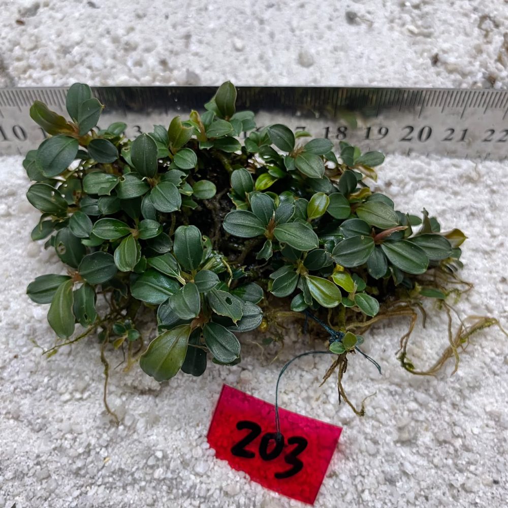Bucephalandra Apple Jade 203
