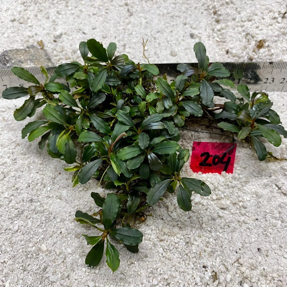 Bucephalandra Theia 204