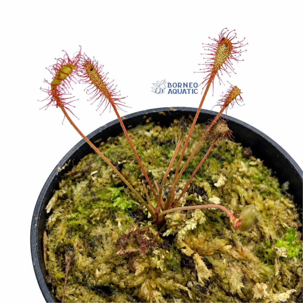 Drosera Afinis