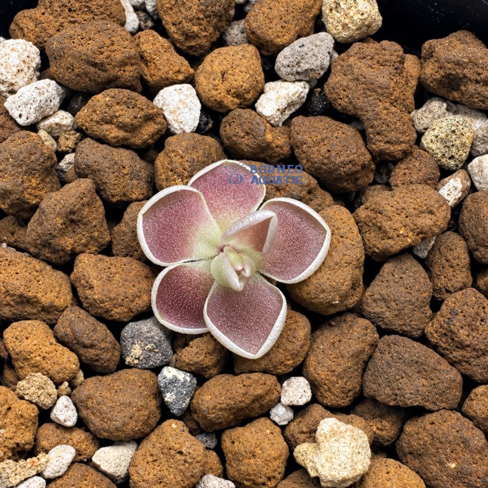Pinguicula Ehlersia